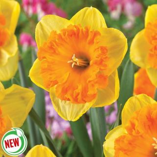 Bright Corsage Daffodil Thumbnail